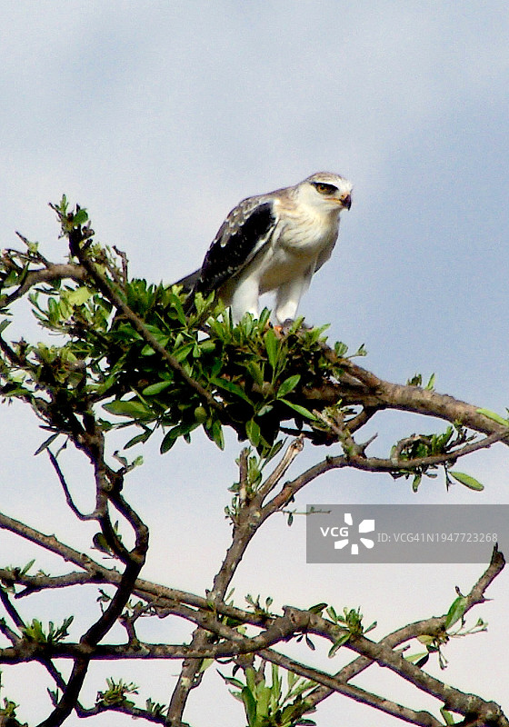 栖息在树顶的白鹰图片素材