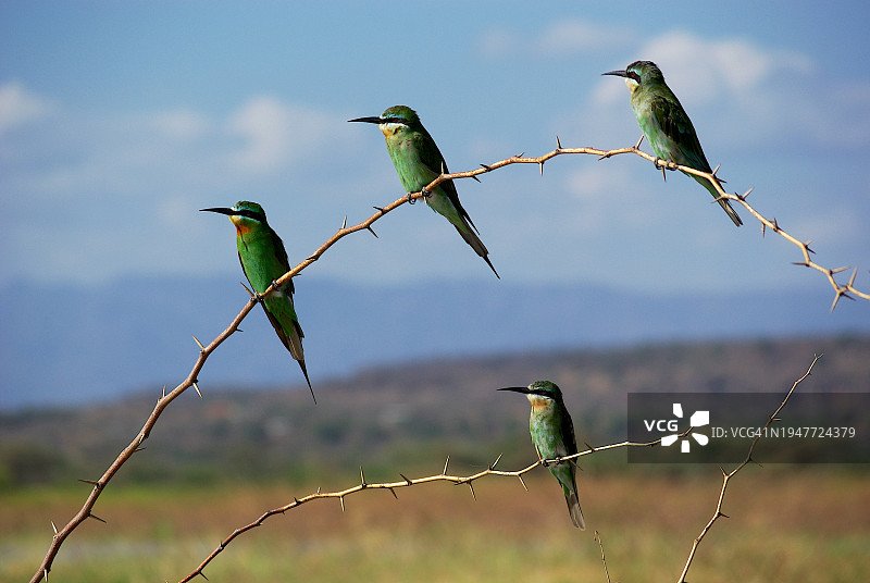 四只蓝颊蜂虎栖息于细枝上图片素材
