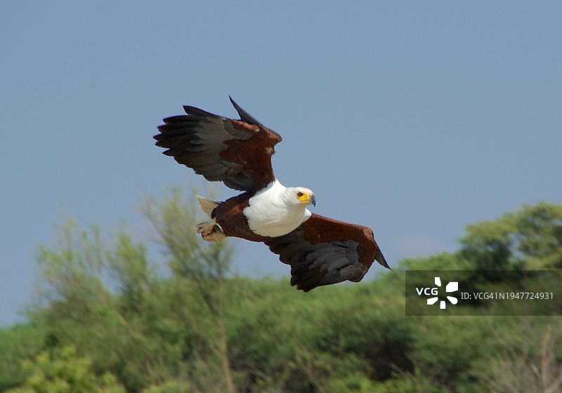 飞行中的非洲海雕捕猎图片素材