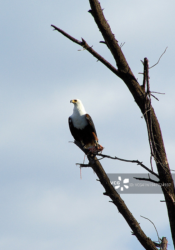 树上的非洲海雕图片素材