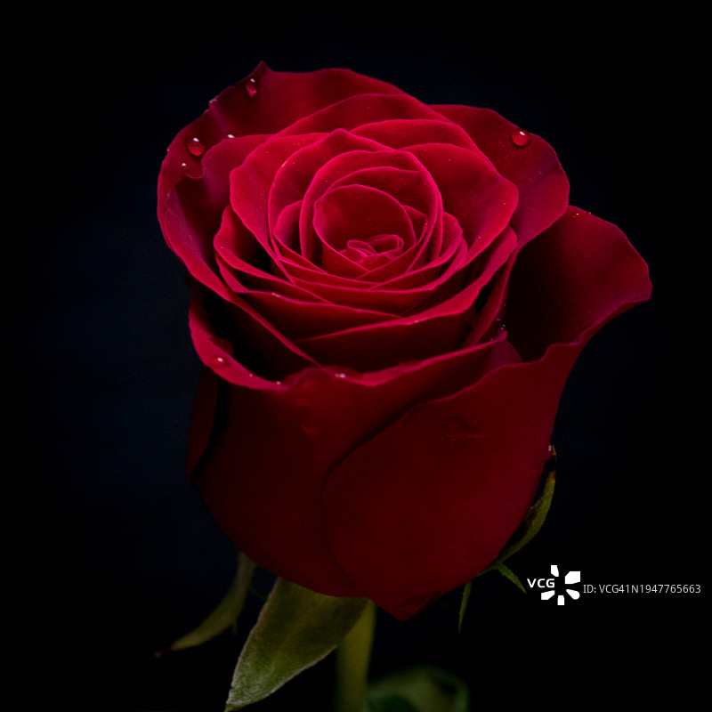 玫瑰花图片素材