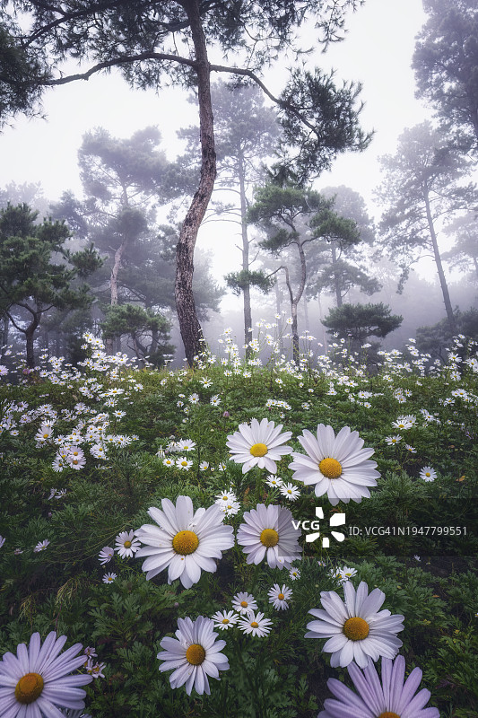 九节草风景图片素材