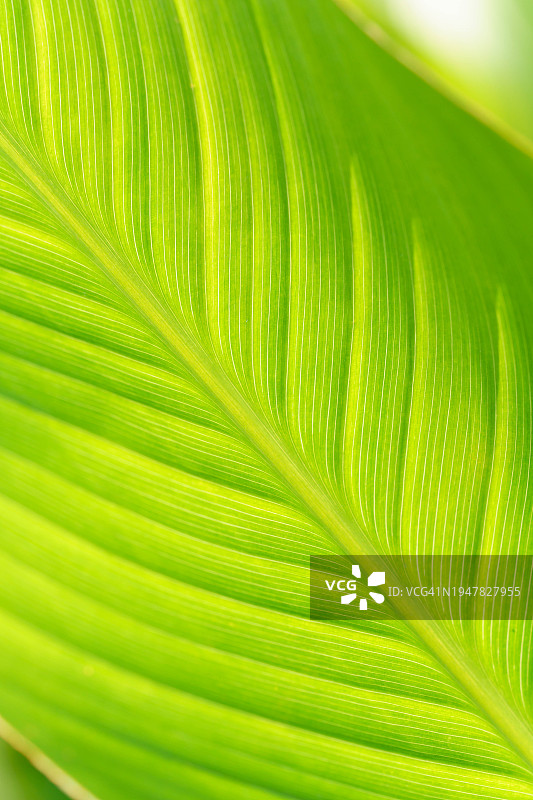 美人蕉叶子图片素材