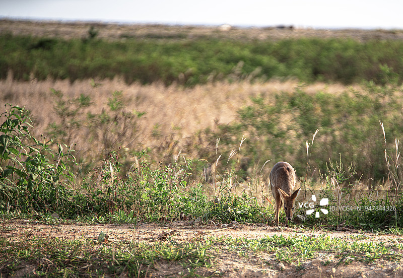韩国江原道高城郡的野生动物图片素材