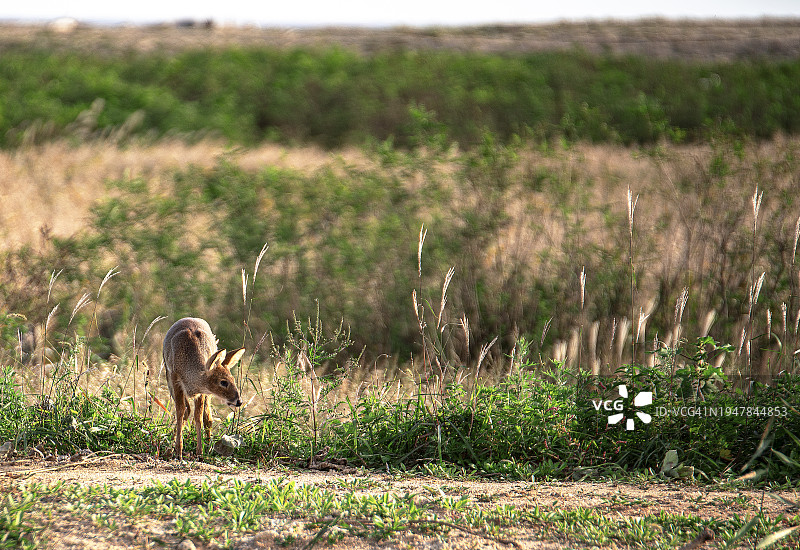 韩国江原道高城郡的野生动物图片素材