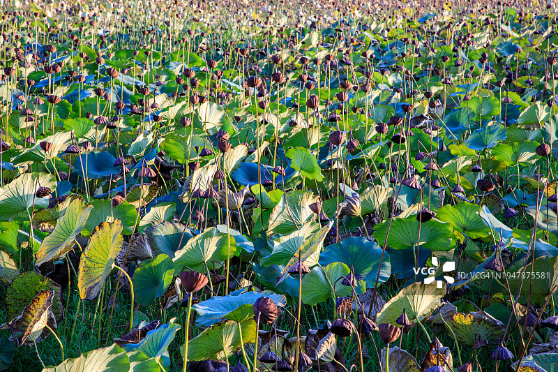 户外荷花莲蓬特写，花，自然，散焦，荷花，季节，植物，白天，叶子，绿色图片素材