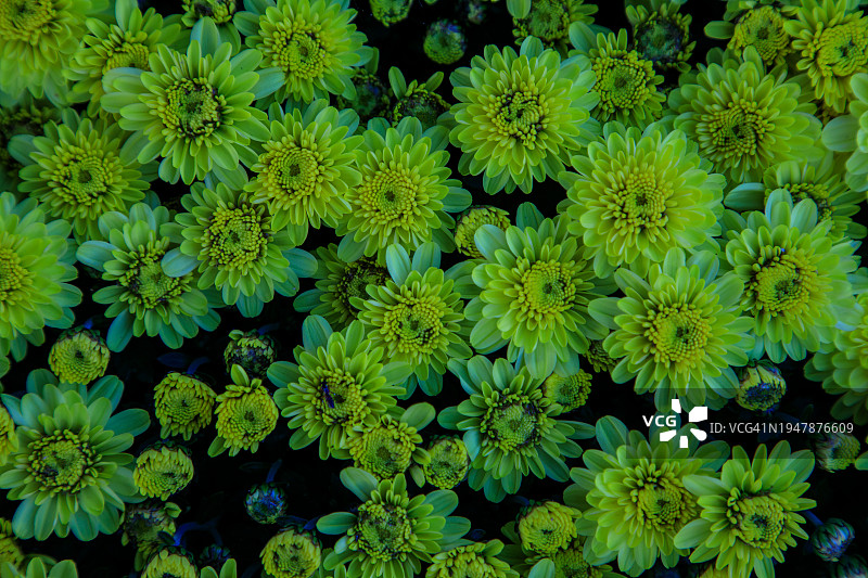 蓝色户外花园菊花背景图案图片素材