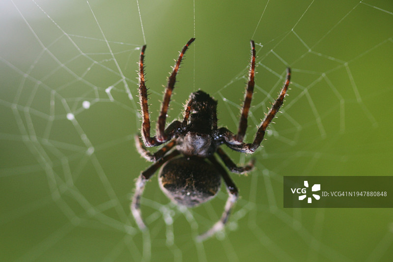霜王蜘蛛，蜘蛛王图片素材