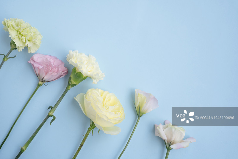 蓝色背景上的粉色、白色和黄色洋桔梗、玫瑰和康乃馨平铺图片素材