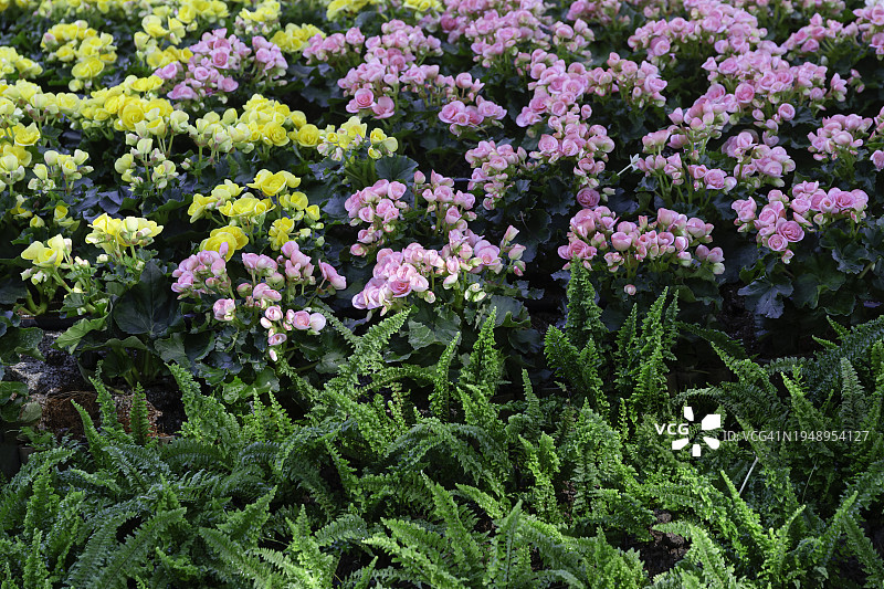 花园里盛开的美丽的球根秋海棠花图片素材