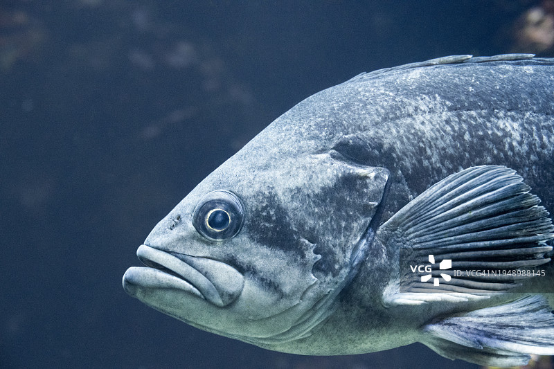 石斑鱼图片素材