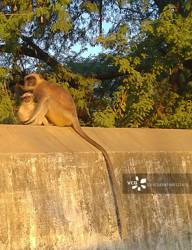 印度灰叶猴与幼崽图片素材