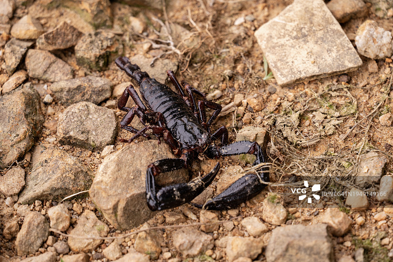 砾石地上的蝎子尸体图片素材
