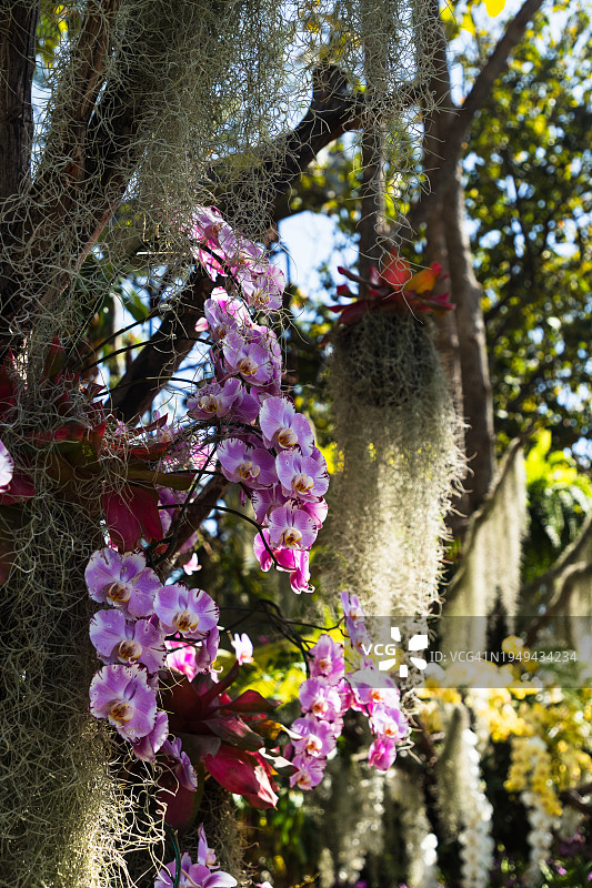 紫色的兰花图片素材