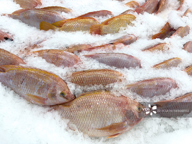 市场上的冰鲜红色罗非鱼图片素材