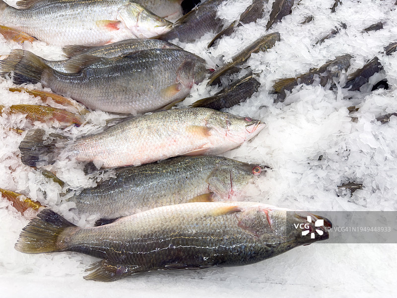 冰上的生鲈鱼，海鲜市场出售的新鲜海鲈鱼图片素材