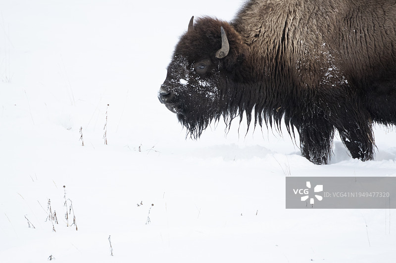 美国野牛（Bison bison），位于美国怀俄明州黄石国家公园的冬季图片素材