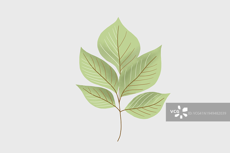 粉彩色绿叶插画图片素材