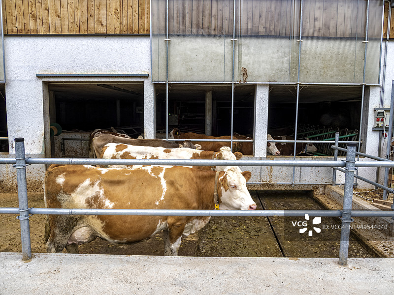 多洛米蒂山脉的户外奶牛养殖场，意大利图片素材