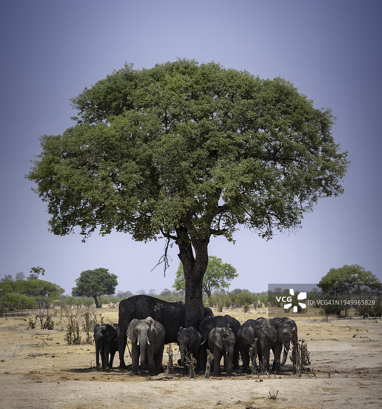 万基国家公园树荫下的非洲象图片素材