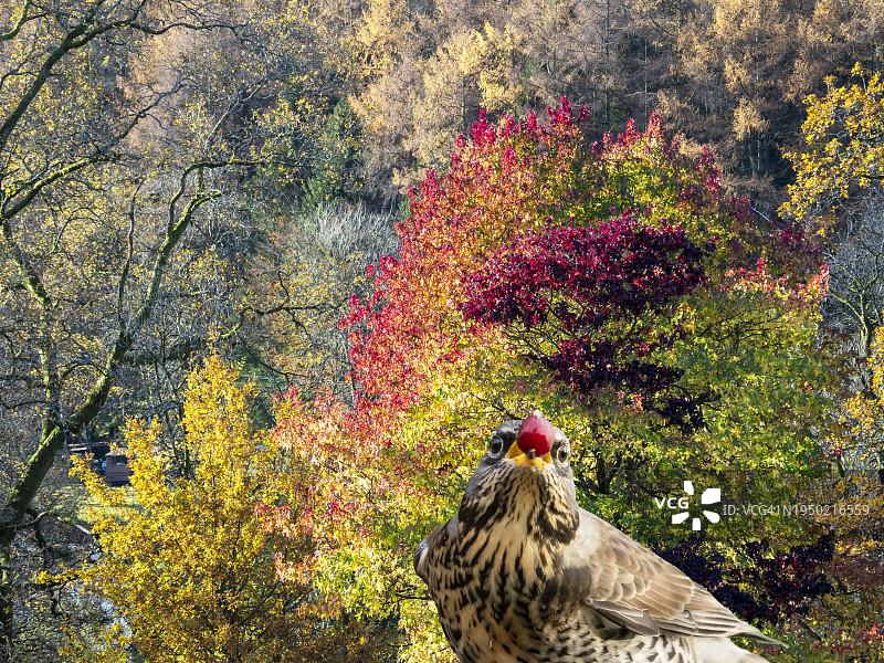 欧亚鸫鸟与英国湖区公园的秋色图片素材