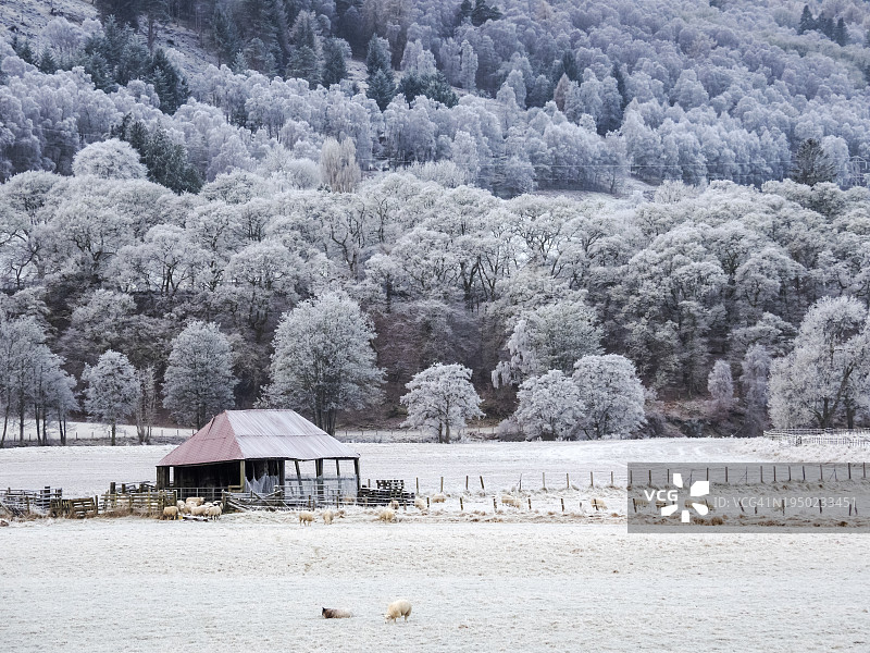 英国苏格兰珀斯郡布莱尔阿索尔附近林地的雾凇图片素材