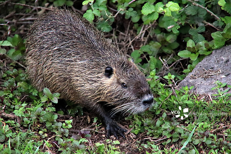 以色列胡拉谷地的海狸图片素材