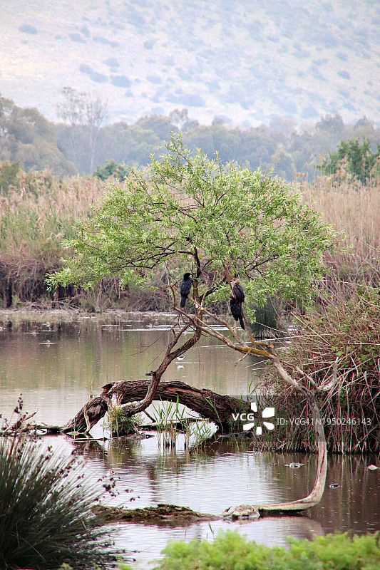 以色列胡拉谷地风光图片素材