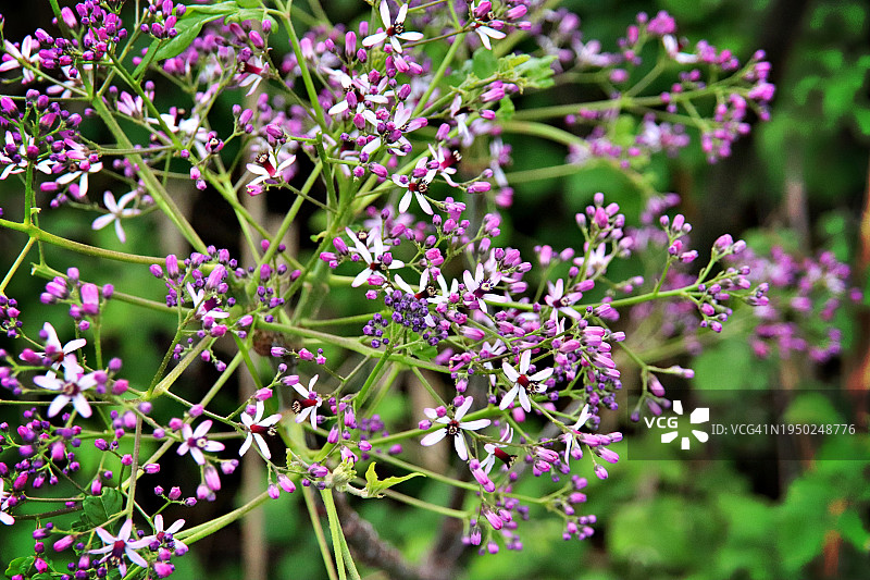 胡拉谷的花朵图片素材