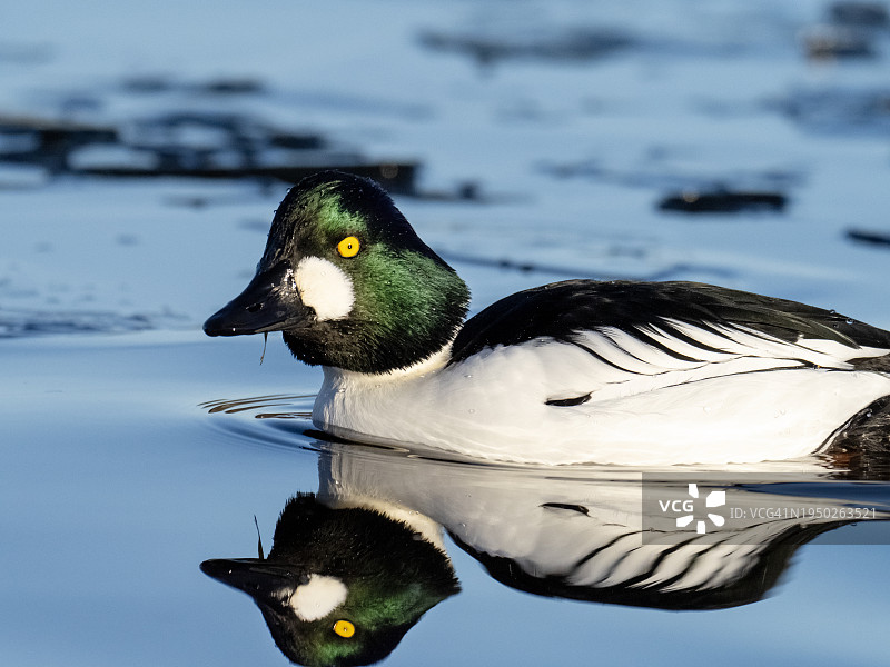 英国坎伯诺德布罗德伍德湖上的普通金眼鸭图片素材