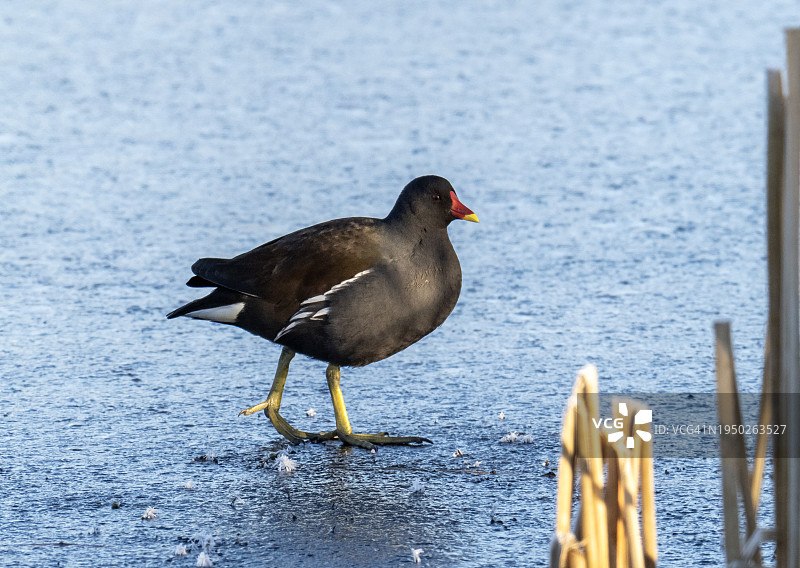 英国苏格兰坎伯诺尔德布罗德伍德湖冰面上的黑水鸡图片素材