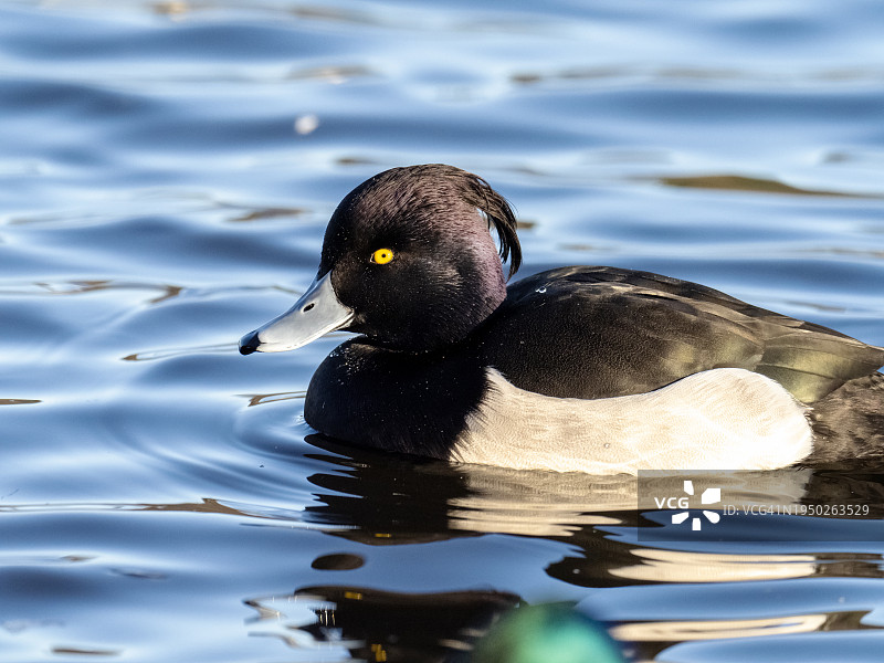 在英国苏格兰坎伯诺尔德布罗德伍德湖上的雄性凤头潜鸭图片素材