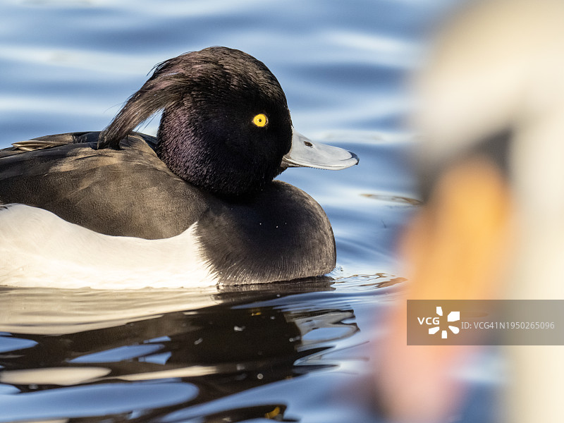在英国坎伯诺尔德的阔木湖上的雄性凤头潜鸭和疣鼻天鹅图片素材