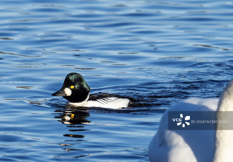 一只雄性普通秋沙鸭，Bucephala clangula，在英国苏格兰坎伯诺尔德的布罗德伍德湖上图片素材