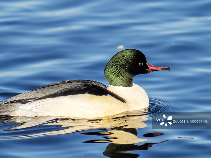 在苏格兰宽阔湖上的雄性普通秋沙鸭图片素材