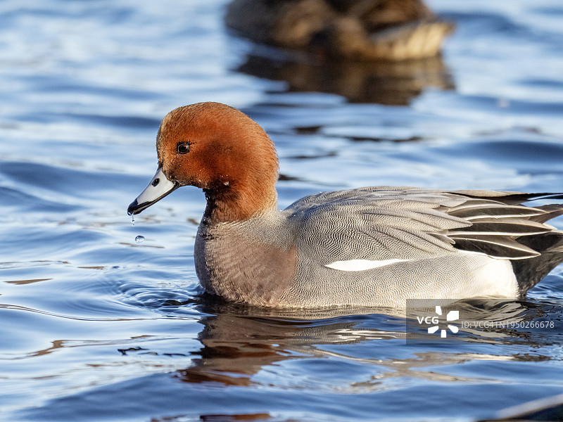 一只维金鸭图片素材