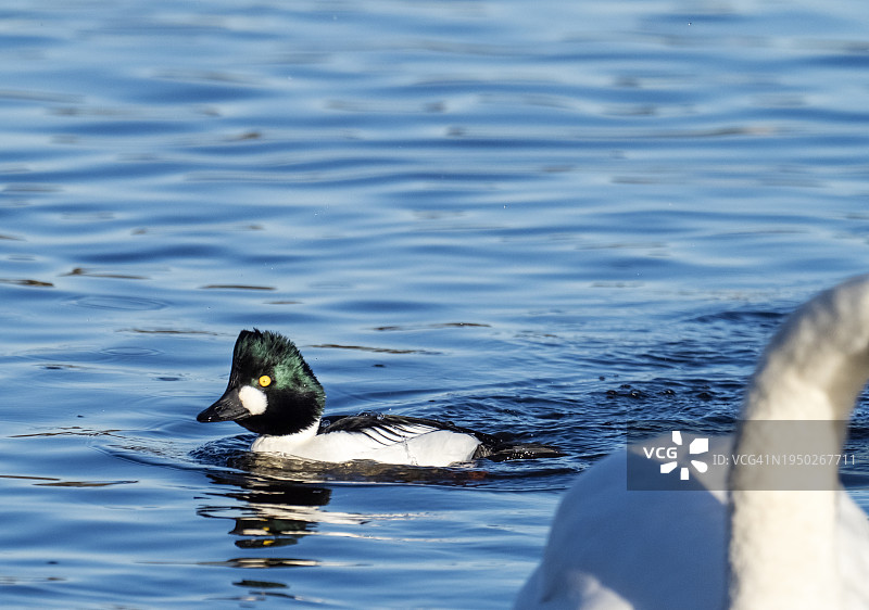 一只雄性普通秋沙鸭，Bucephala clangula，在英国苏格兰坎伯诺尔德的布罗德伍德湖上图片素材