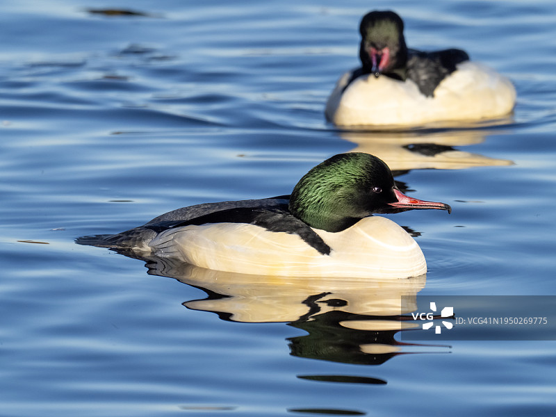 在苏格兰宽阔湖上的雄性普通秋沙鸭图片素材