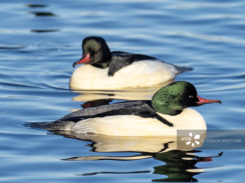 在苏格兰宽阔湖上的雄性普通秋沙鸭图片素材