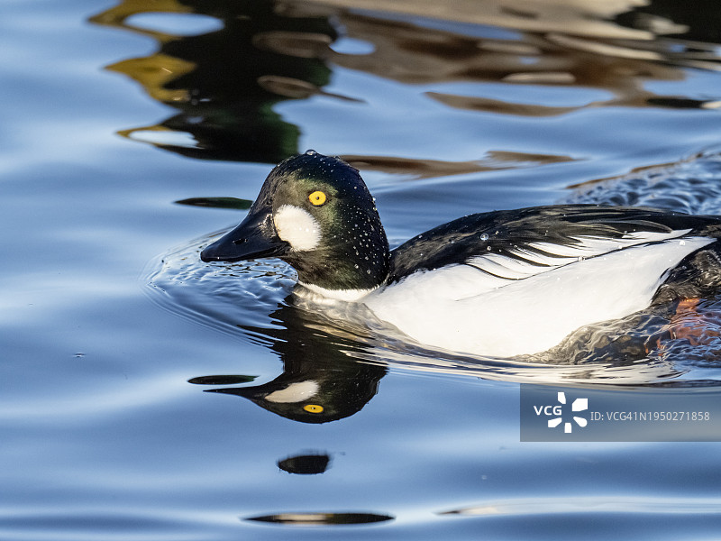 英国坎伯诺德布罗德伍德湖上的普通金眼鸭图片素材