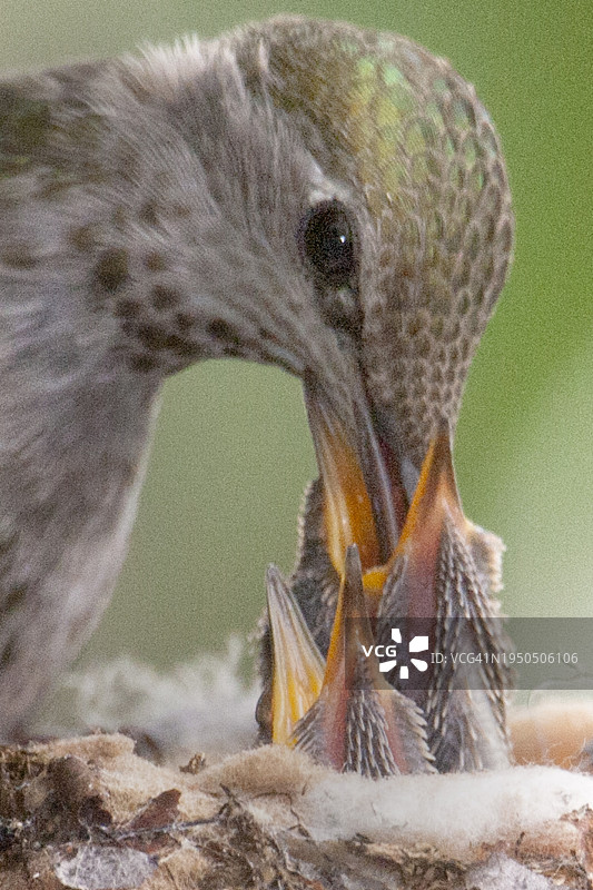 安娜蜂鸟妈妈在巢中喂食幼鸟特写图片素材