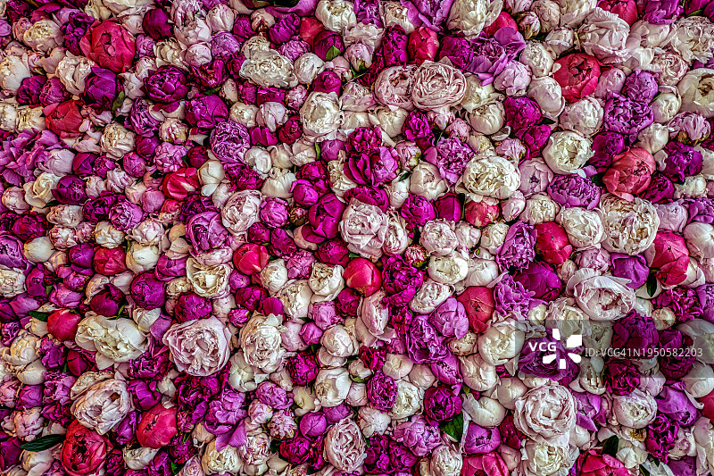 牡丹花墙背景图片素材