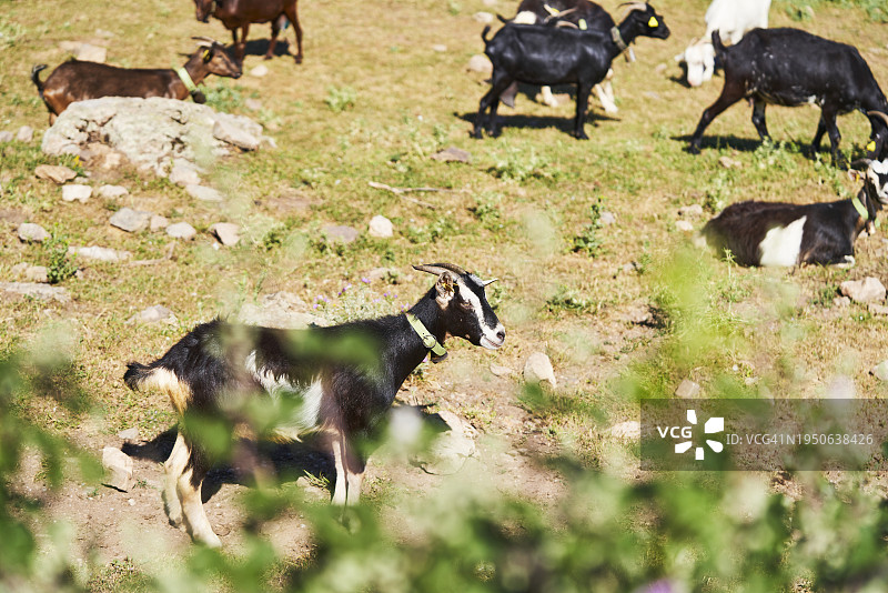 一群带角山羊站在田野草地上远眺的侧视图图片素材