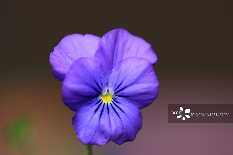 紫色堇菜花特写图片素材