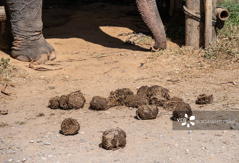 地面上的大象粪便，其排泄物很容易制成纸制品甚至茶图片素材