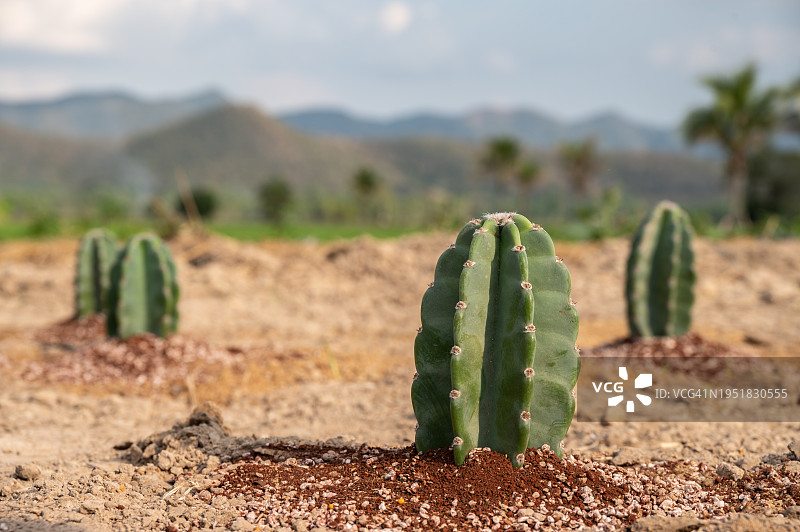 泰国乡村农业田中生长的棒状柱仙人掌图片素材