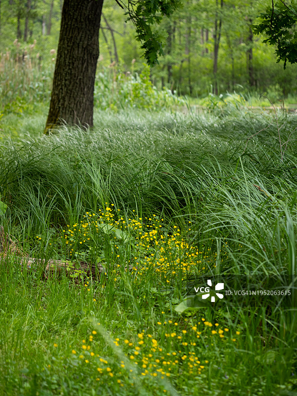 高高的绿草丛中盛开的黄色小花：野生植物，春天，河岸植物景观图片素材