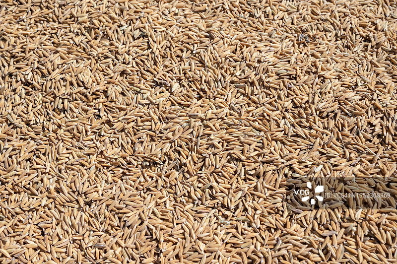 稻田背景纹理特写图片素材