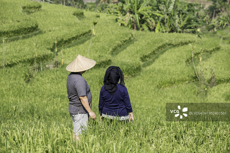 亚洲农民在稻田里劳作图片素材
