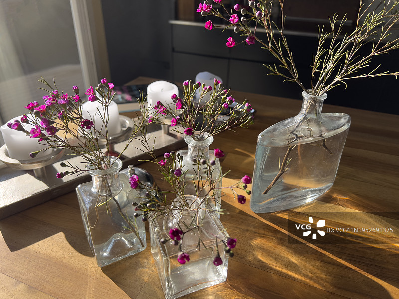 瓶中的钩叶茶梅花图片素材